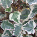 Hedera