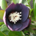 Helleborus