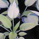 Hosta