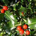 Ilex (holly)