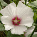 Lavatera