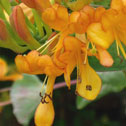 Lonicera