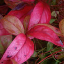 Nandina