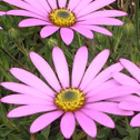 Osteospermum