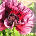 Papaver