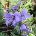 Polemonium