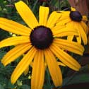 Rudbeckia