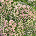 Sedum