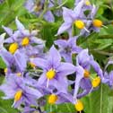 Solanum