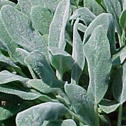 Stachys Byzantina