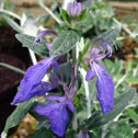 Teucrium fruticans