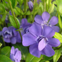 Vinca