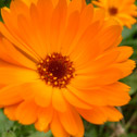 Calendula