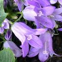 Campanula