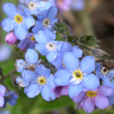 Myosotis sylvatica