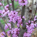 Cercis canadensis Ace of hearts
