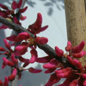 Cercis canadensis Appalachian Red