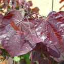 Cercis canadensis Forest Pansy