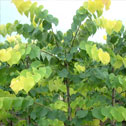 Cercis canadensis Hearts Of Gold