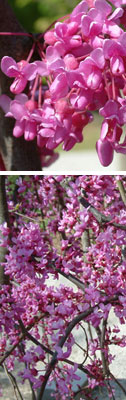 Cercis Lavender Twist