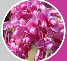 Cercis Lavender Twist