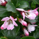 Escallonia - Apple blossom