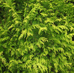 Castlewellan leylandii - Gold