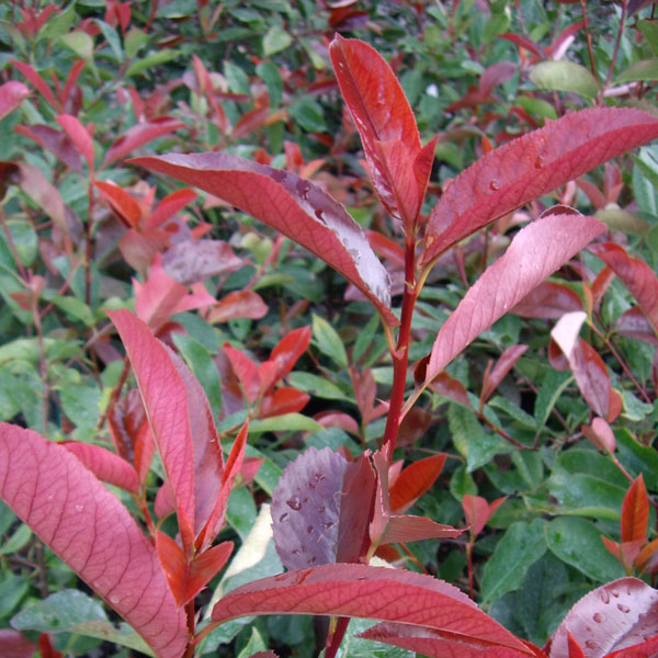 Photinia -  Red Robin Hedging